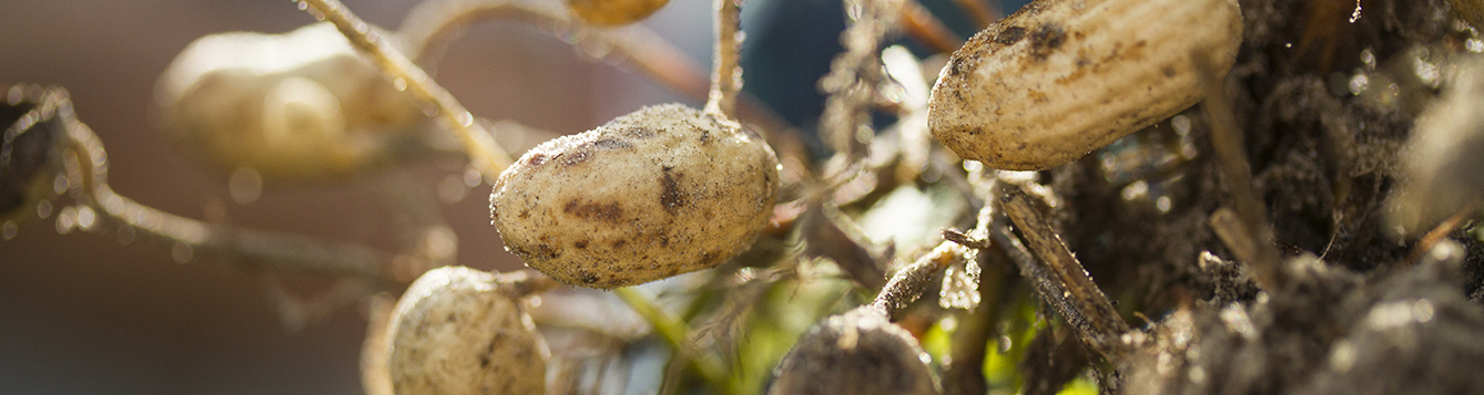 A cluster of peanuts