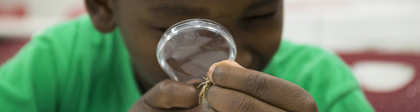A 4H youth examines pinned insect specimens.