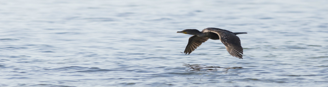 Flying Anhinga