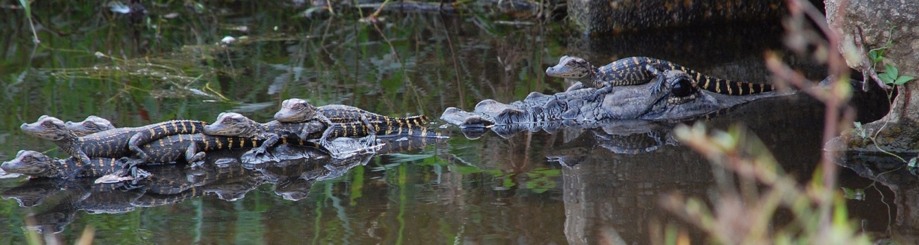 florida alligator