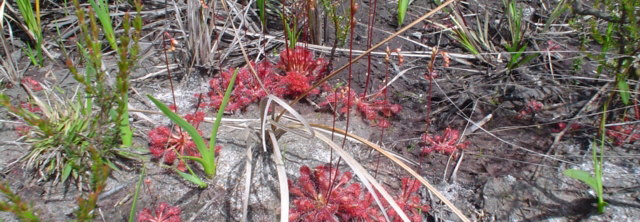 sundews