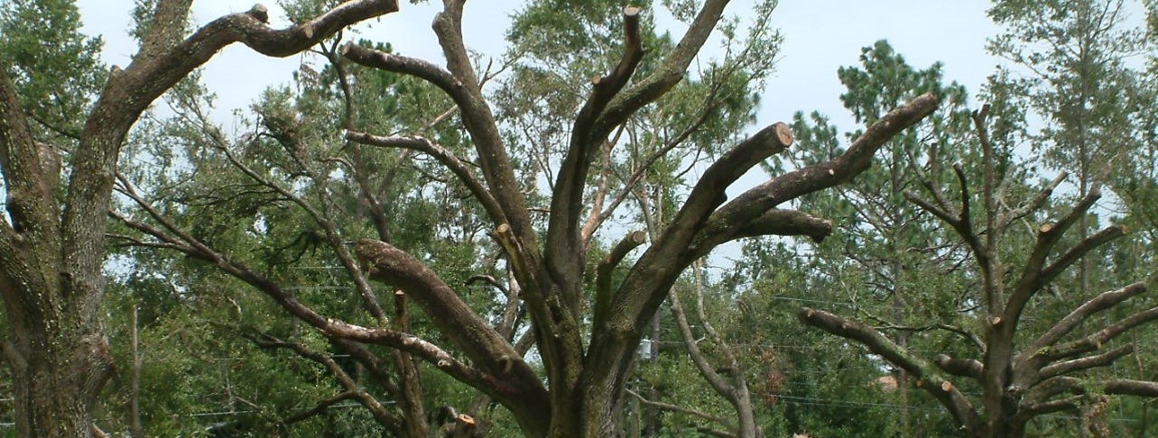 Example of Improper pruning technique of topping.