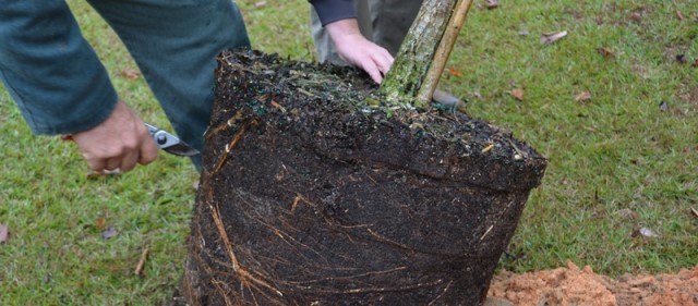 Cut any circling roots at the time of installation.