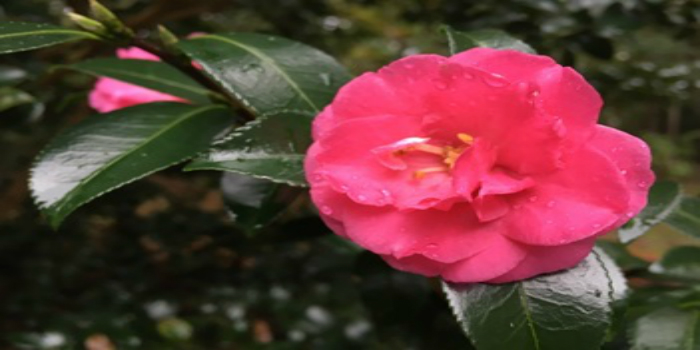 Camellias edis ifas edu 2