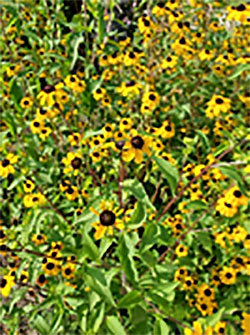 Brown-Eye Susan 1