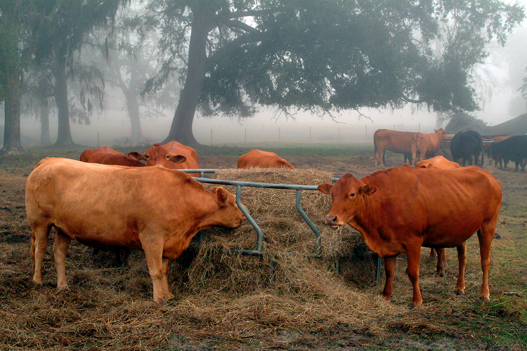 JG Cows eating hay