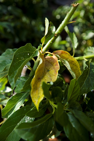 A tree showing the first signs of laurel wilt (yellowing leaves).