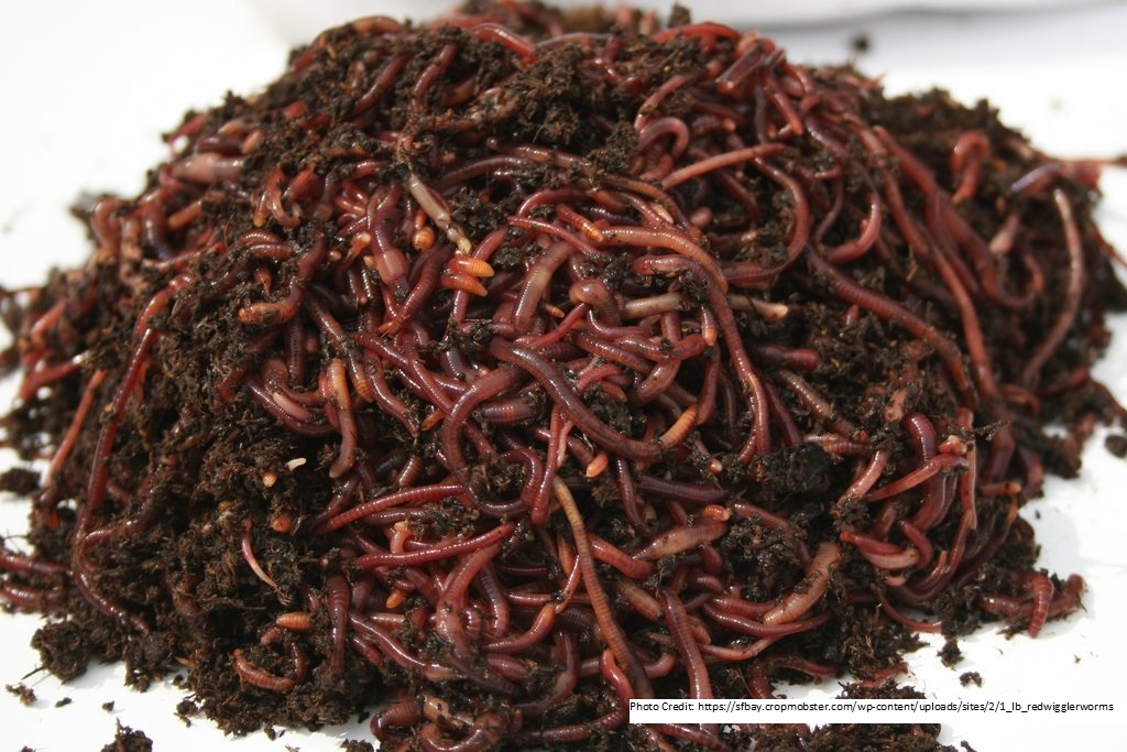 Vermicomposting - Serious Gardener's Hobby - UF/IFAS 