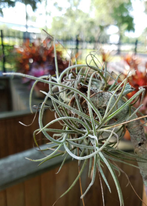Spanish Moss: Pretty Parasite or What? - The Garden Buzz