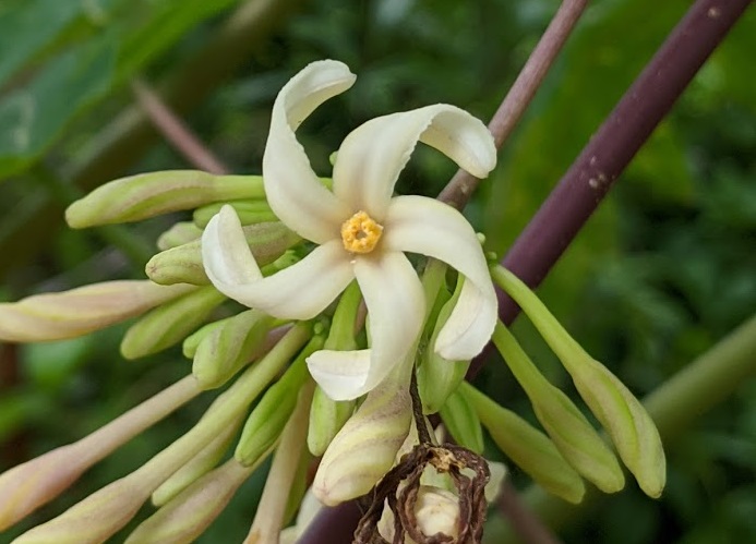 white papaya flower
