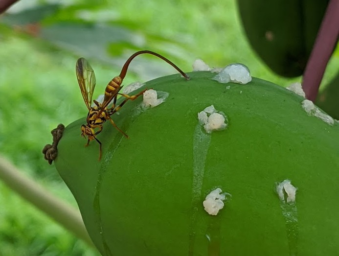Pest insect on papaya
