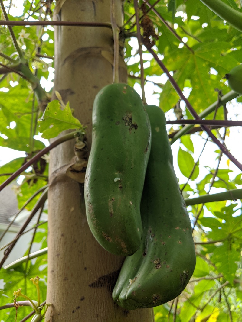 elongated papaya fruit