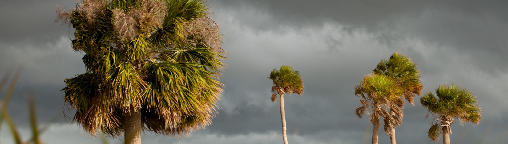 Palm trees being blown by the winds of an approaching storm. Severe weather, rain, beach, coast.