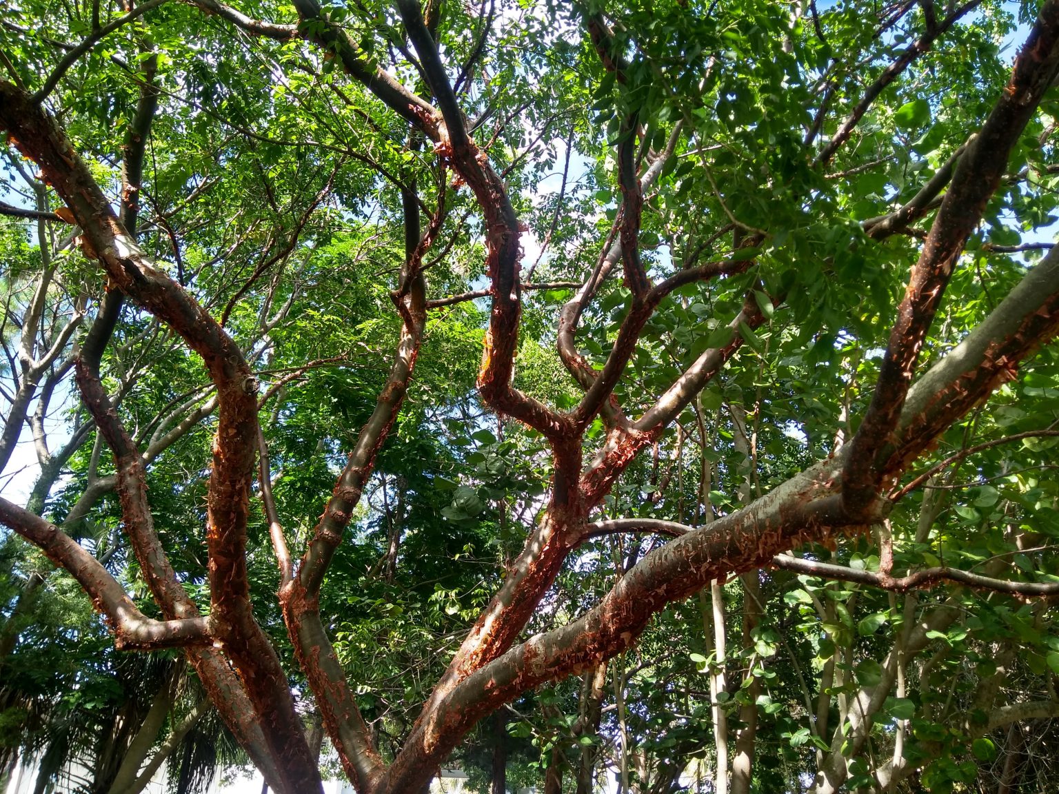 Free Trees 2023 Arbor Day UF/IFAS Extension Manatee County