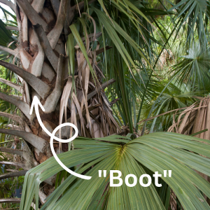 arrow pointing to the boot on a palm tree
