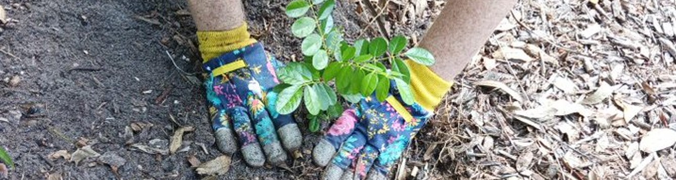 Planting A Rainbow - UF/IFAS Extension Manatee County