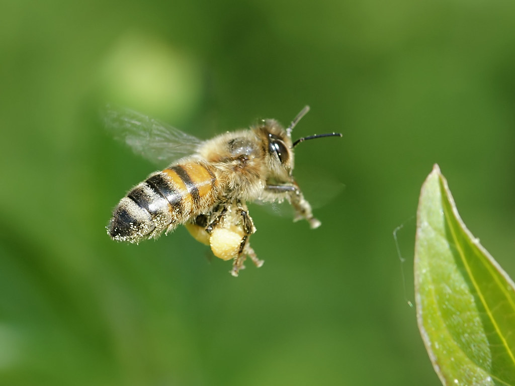 Florida's favorite honey bee