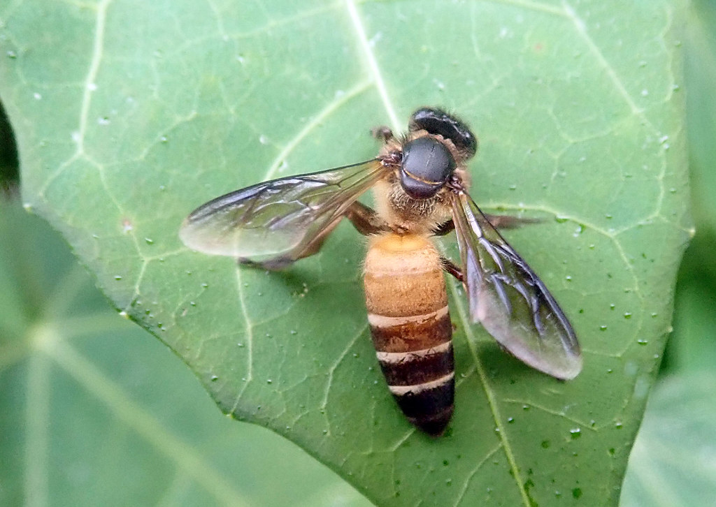 bee on leaf with large abdomen
