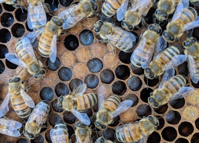 Close up of worker bees, "C" larvae and capped brood or matured larvae.