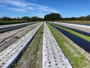 View of plastic mulch beds with walk ways planted in early stages of growth