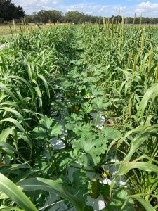 Tall and overgrown living mulches impede harvesting