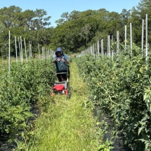 A person mowing between two beds of tomatoes