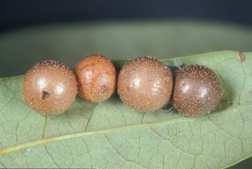 Oak ball gall on live oak. Photo credit: Lyle Buss, UF.