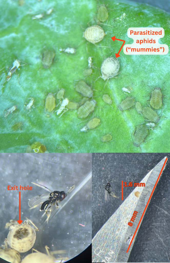 Parasitoid wasp (Aphidius spp.) parasitizing aphids on Brussels sprouts. Photo credit: Caitlin Sollazzo.