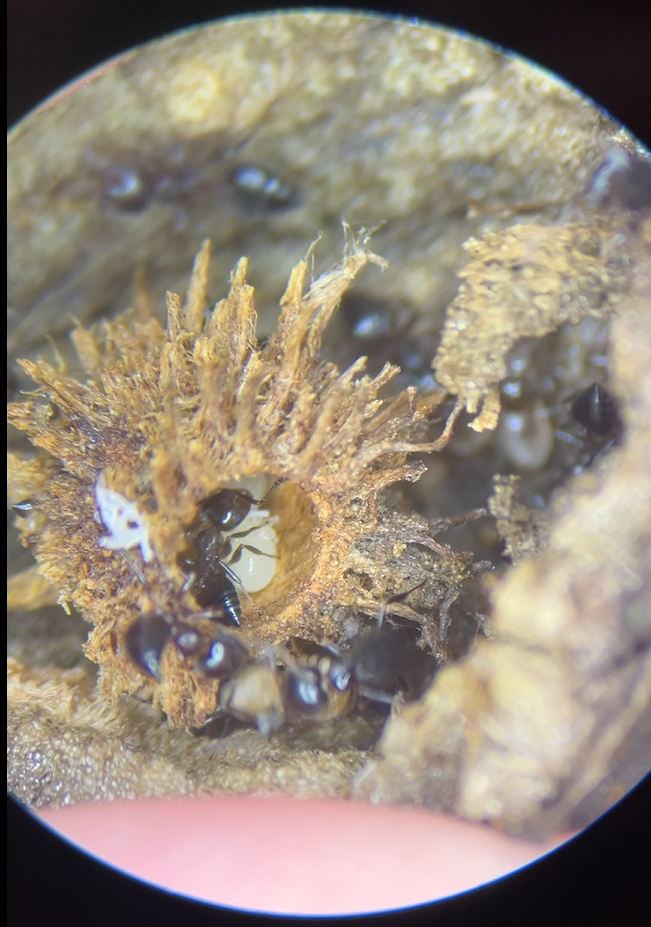 Acrobat ants (Crematogaster spp.) moving into an old oak wasp gall. All life stages were present in this single gall. Photo credit: Caitlin Sollazzo.