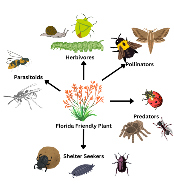 Canva generated display of the various connections that one plant can have with various arthropods.
