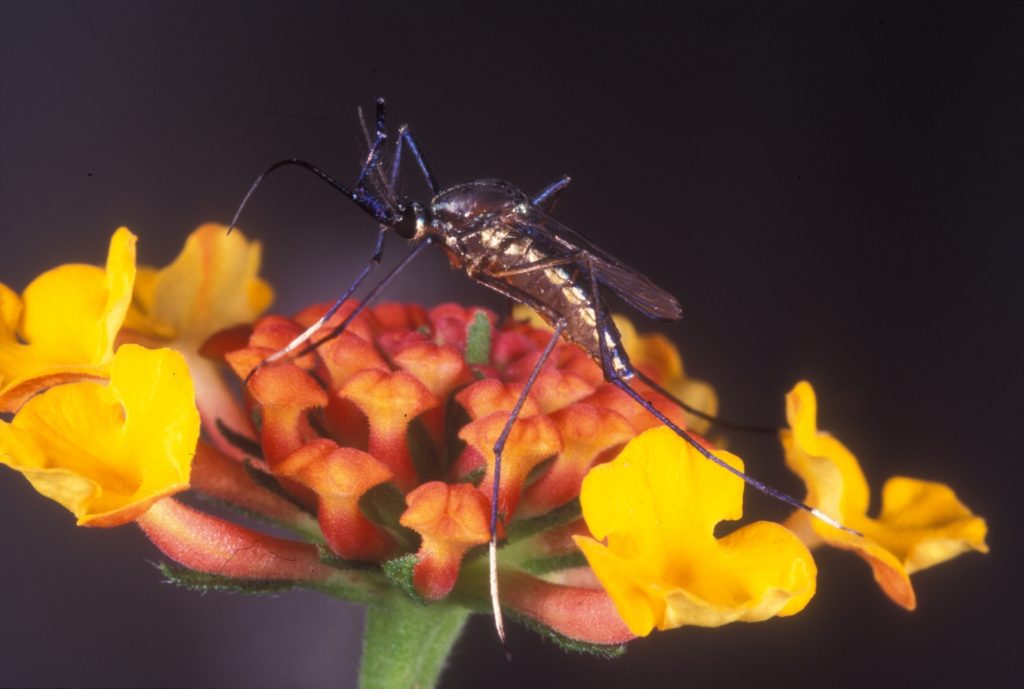 Toxorhynchites rutilus adult on a flower. Adults primarily feed on nectar, transferring pollen from flower to flower and aiding in pollination. Larvae are aquatic and predaceous, feeding on other mosquito larvae and various aquatic invertebrates. Photo credit: Lyle Buss, UF.