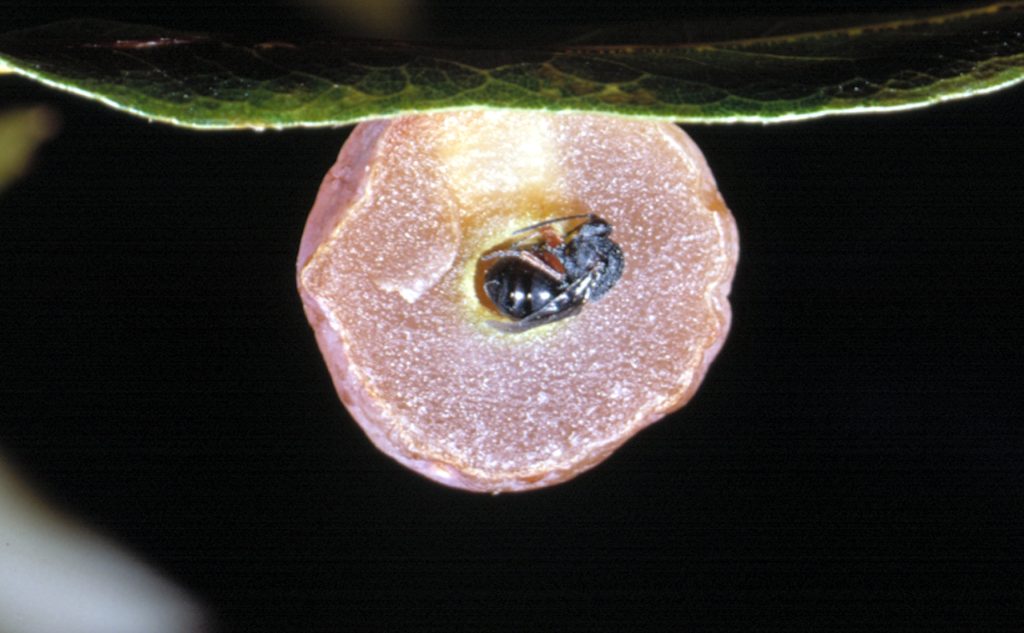 Gall wasp inside an oak apple gall. Photo credit: James Castner, UF.
