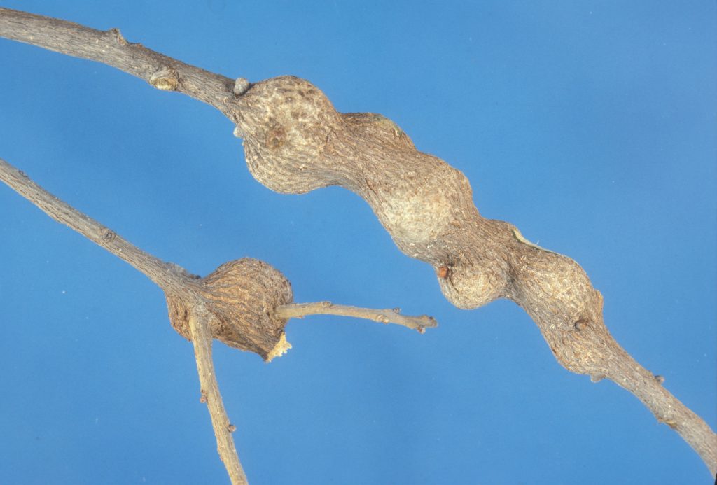 Oak stem gall formed by gall-inducing wasps. Photo credit: James Castner, UF.
