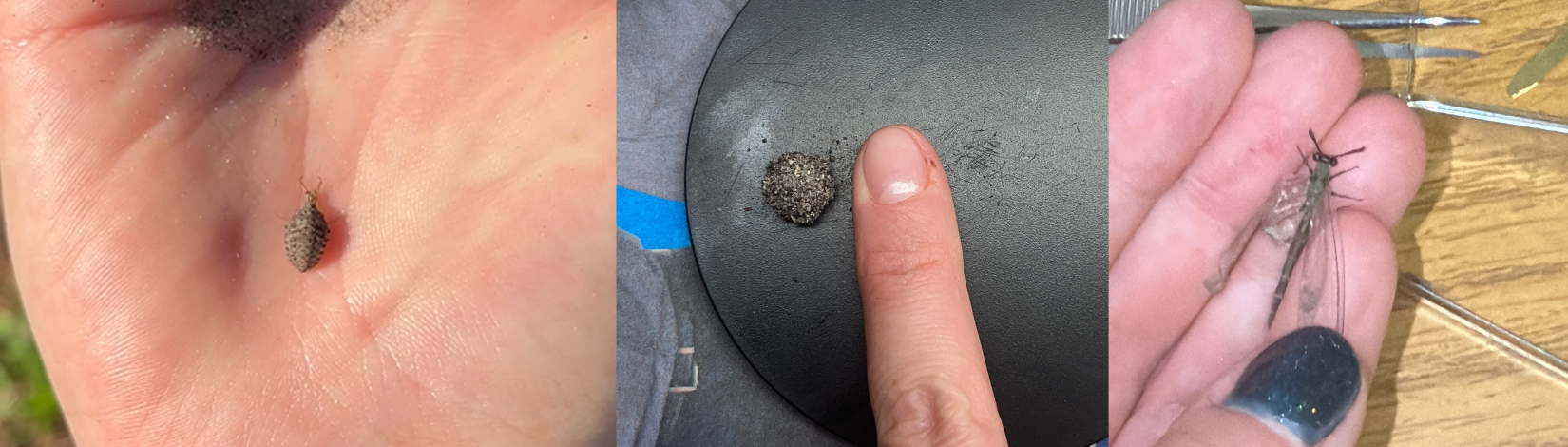 Left to right: Larval Antlion, pupal antlion, adult antlion.