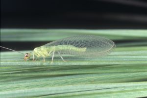 Chrysopa nigricornis adult-Buss