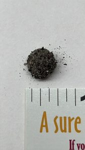 Antony's pupal case. Photo credit: Caitlin Sollazzo