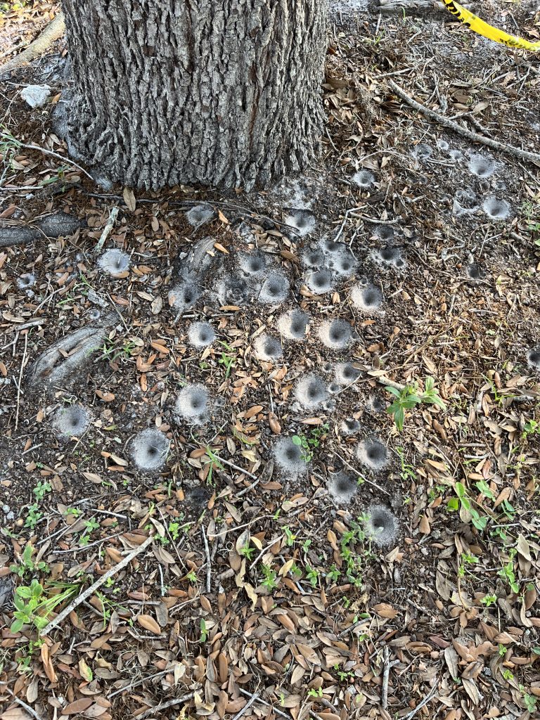 Antlion funnel-shaped pits in the sand next to a tree trunk. 