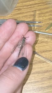 Antony after emerging as an adult