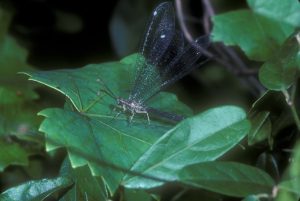 Adult Antlion. Photo Credit: Paul Choate