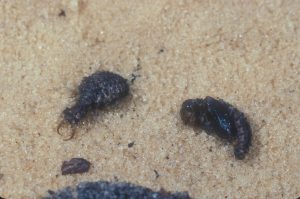 Antlion larva (left) and pupae. Photo Credit: Paul Choate