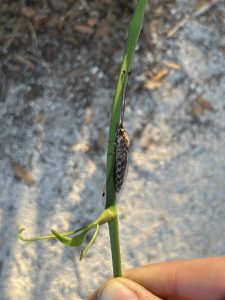 owlfly rye preserve june 2 2024