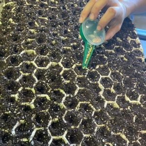 a seedling tray being planted with seeds