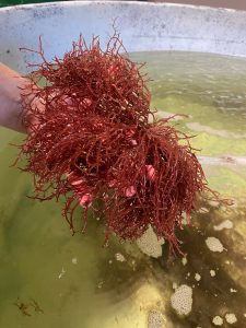 example of local seaweed