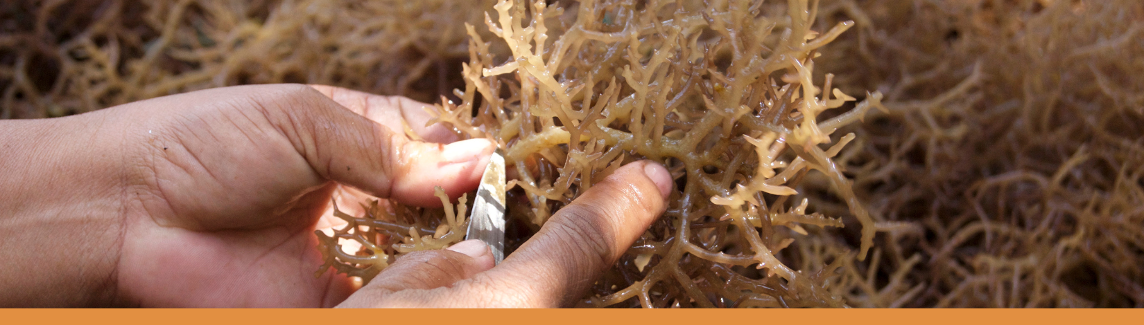 Seaweed aquaculture in Florida? A farmer’s perspective.