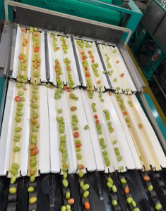 West Coast Tomato Roma Tomato Sorting