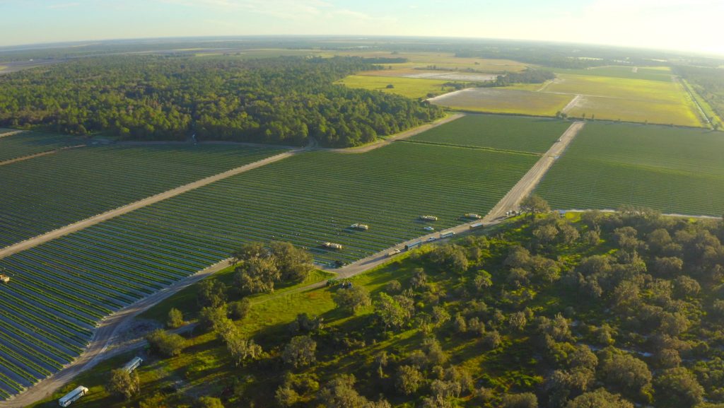 West Coast Tomato Tomato Field aerial photograph