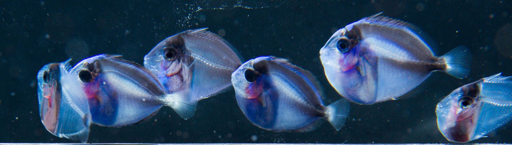 First blue tang juvenile fish to be bred in captivity at the UF/IFAS Tropical Aquaculture Lab in Ruskin, Florida.