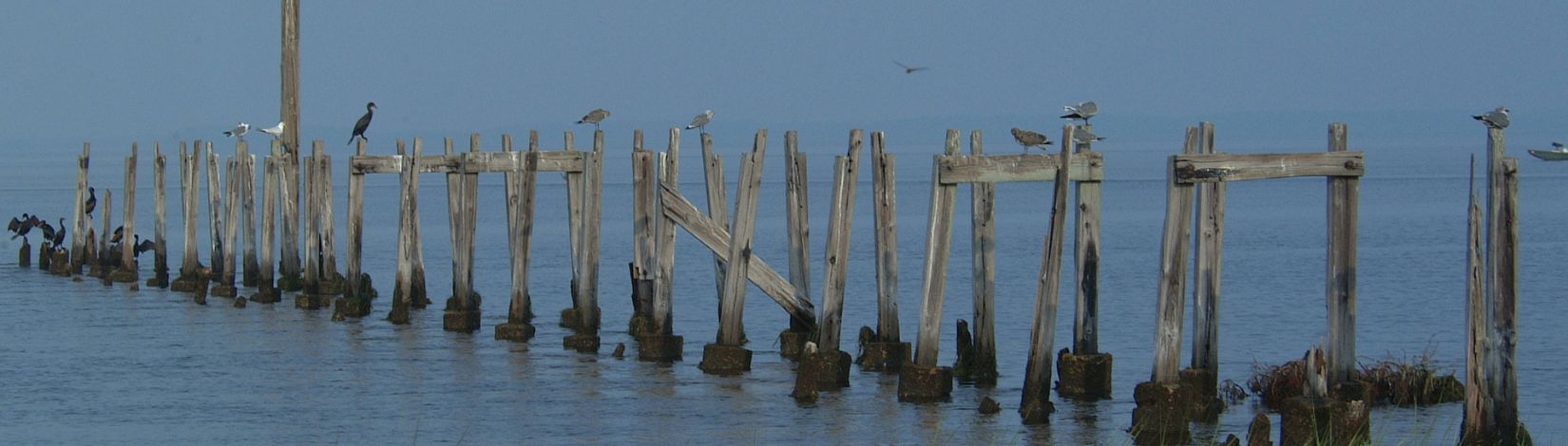 This unique refuge was established in 1931 to provide wintering habitat for migratory birds. It is one of the oldest refuges in the National Wildlife Refuge System. It encompasses 68,000 acres spread out between Wakulla, Jefferson, and Taylor counties along the Gulf Coast of northwest Florida. The refuge includes coastal marshes, islands, tidal creeks and estuaries of seven north Florida rivers, and is home to a diverse community of plant and animal life. The refuge also has strong ties to a rich cultural past, and is home to the St. Marks Lighthouse, which was built in 1832 and is still in use today. (UF/IFAS photo by: Josh Wickham)