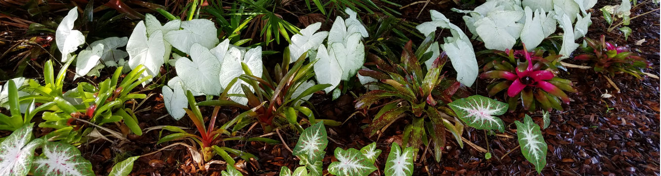 Shade garden, water-wise