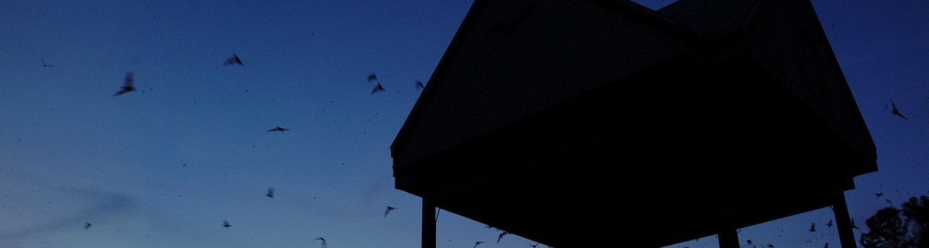 Bats leaving the bat house in the evening.